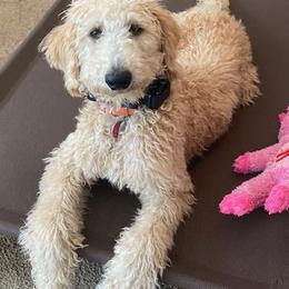 Labradoodle Puppies from River Home Doodles