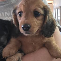 Brown girl - Chocolate and cream female Dachshund puppy in Otto, North Carolina from Windy Ridge Dachshunds