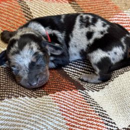 Aston (red) - Dapple male Dachshund puppy in Turlock, California from Valley Bassets & Dachshunds