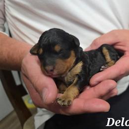 Deloris - Tri-color female Bernedoodle puppy in Blackfoot, Idaho from Draper Mountain Doodles