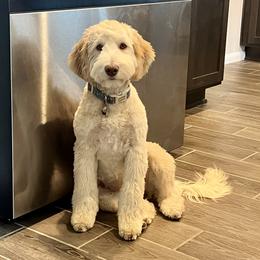 CRICKET - Goldendoodle