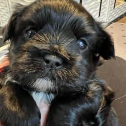 Red collar - Luke Bryan - Black and white male Shorkie puppy in Mays Landing, New Jersey from Fancy Paws Shorkies & Shih Tzus