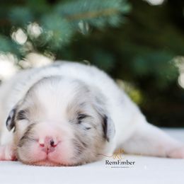Australian Shepherd Puppies from RemEmber Australian Shepherds