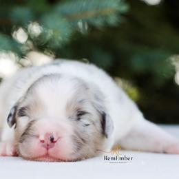 Australian Shepherd Puppies from RemEmber Australian Shepherds