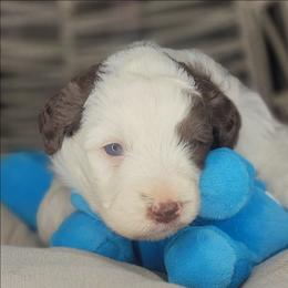 Max - Brown and white male Aussiedoodle puppy in Lincoln, California from Pasta Puppies Doodles