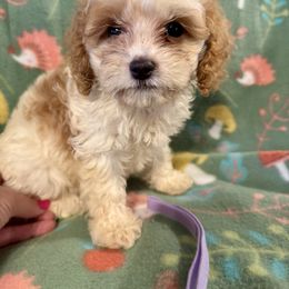 Pete - Cream male Cavapoo puppy in Howe, Oklahoma from Cuddly Cavapoos