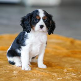 Chestnut - Tri-color male Cavalier King Charles Spaniel puppy in Sugarcreek, Ohio from Chocolate Cavalier