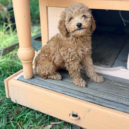 Milo - Apricot male Goldendoodle puppy in Cocoa, Florida from The Beach Doodles