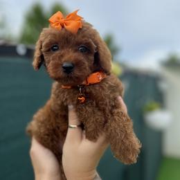 Poodle Puppies from Sakura Poodles