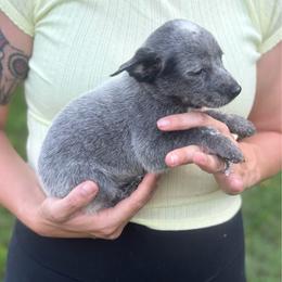 Cash - Blue male Australian Cattle Dog puppy in Timpson, Texas from Double S Kennel