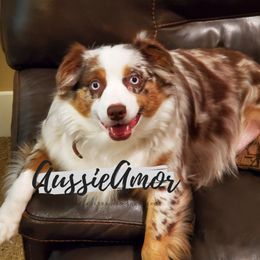 Marley - Miniature Australian Shepherd