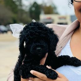 Stormy - Black female Shih Tzu puppy in Bastrop, Louisiana from Happy Scout's Shih Tzu's
