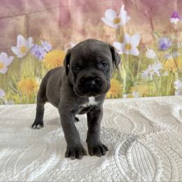 Robby - Gray brindle male Cane Corso puppy in Loogootee, Indiana from Walnut Creek Cane Corso