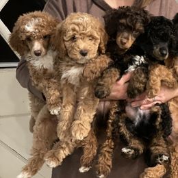 Poodle Puppies from Grandy’s Pretty Poodles