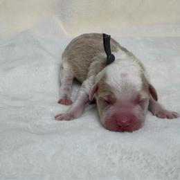 Lexi - Brown and white female Sheepadoodle puppy in Los Angeles, California from Exquisite Doodles