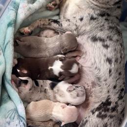 Chihuahua puppies from Cloud9 Chihuahuas