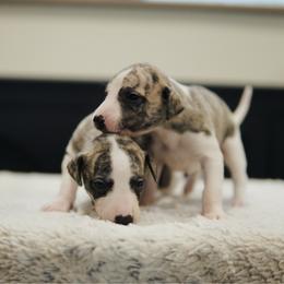 Monica - White and fawn brindle female Whippet puppy in Atlanta, Georgia from Sinaj