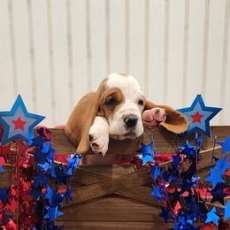 Basset Hound Puppies from Twin Creek Acres