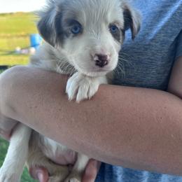 Yellow collar girl - Red merle female Australian Shepherd puppy in Flat Rock, Alabama from Fluffy Butt Acres