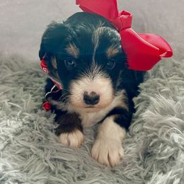 Skittle - Tri-color female Bernedoodle puppy in Lancaster, Missouri from Cavapoo Acres