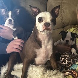 Lilo - Boston Terrier