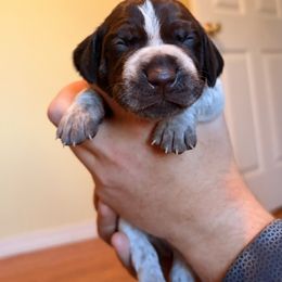 Dark Blue - Liver and white female German Shorthaired Pointer puppy in Ash Flat, Arkansas from SmokePoint GSPs