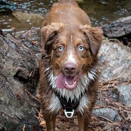 Miniature Australian Shepherd All Grown Up from Diamond Arrow Aussies