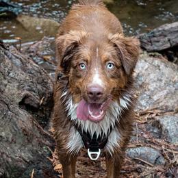 Miniature Australian Shepherd All Grown Up from Diamond Arrow Aussies