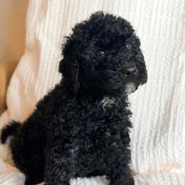 The Gentleman - Black male Goldendoodle puppy in Livermore, Colorado from Heritage Hills Family Doodles