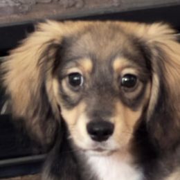 Dachshunds from Smokehouse Doxies