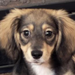 Dachshunds from Smokehouse Doxies