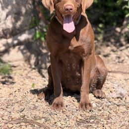 Dolly - Labrador Retriever