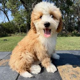 Tiny Lil' Red Boy 2 - Red male Bernedoodle puppy in Sioux Falls, South Dakota from WhiskeyCreek Doodles