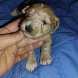 Carla beige - Wheaten female Miniature Schnauzer puppy in Florida from Central Florida Schnauzers