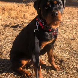 Rottweilers from Sierra Rottweilers