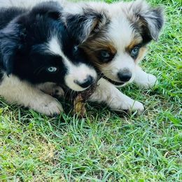 Miniature Australian Shepherd Puppies from Bar C Aussies