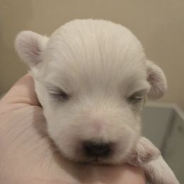 Girl 3 - Coton de Tulear puppy from Classy Cotons