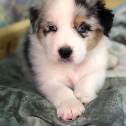 Australian Shepherd Puppies from Midnight Sun Aussies