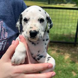 Payday - White and black male Dalmatian puppy in Austin, Texas from Dazzling Dalz
