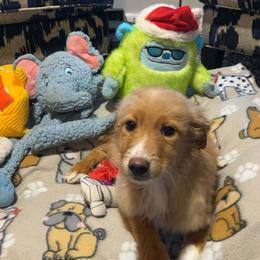 Girl 1 - Apricot female Goldendoodle puppy in Pleasant Hill, Iowa from Courtney Nicole's Mal Shihs & Goldendoodles