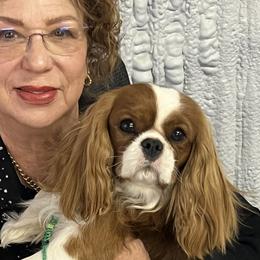Cavalier King Charles Spaniels from Linda's Cavalier King Charles Spaniels