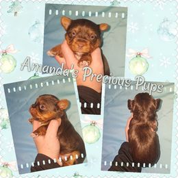 Chocolate Female - Chocolate and tan female Yorkshire Terrier puppy in Wartburg, Tennessee from Amanda's Precious Pups