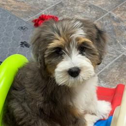 Kai - STUNNING FF - Merle female Bernedoodle puppy in Bowling Green, Ohio from Windy Creek Doodles