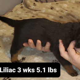 Rottweiler Puppies from vom Helligkeit