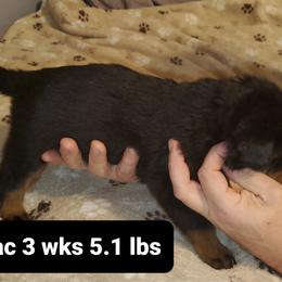 Rottweiler Puppies from vom Helligkeit