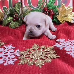 Chinchilla Boy Red Toe - Cream male Pug puppy in Tulsa, Oklahoma from Locust Creek Pugs