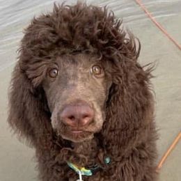 Poodles from Palmetto Standard Poodles