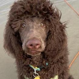 Poodles from Palmetto Standard Poodles