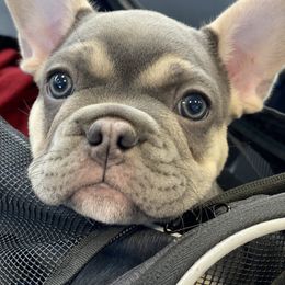 French Bulldog Puppies from Kickz Frenchies
