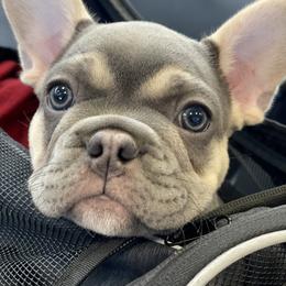 French Bulldog Puppies from Kickz Frenchies